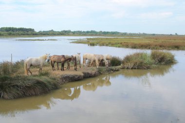 Camargue, Fransa beyaz at botanik ve zooloji doğa rezerv
