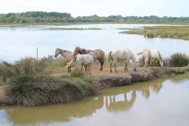 Camargue, Fransa beyaz at botanik ve zooloji doğa rezerv