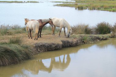 Botanik ve Zooloji doğada atlar Camargue, Fransa rezerv