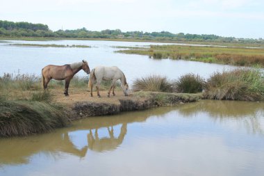Botanik ve Zooloji doğada atlar Camargue, Fransa rezerv