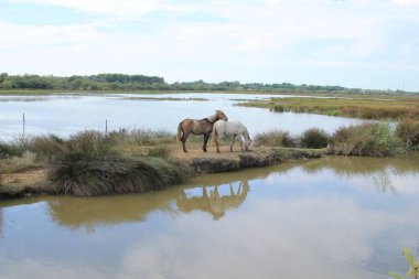 Botanik ve Zooloji doğada atlar Camargue, Fransa rezerv