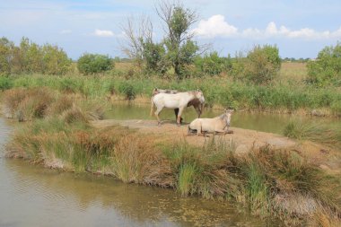 Botanik ve Zooloji doğada atlar Camargue, Fransa rezerv