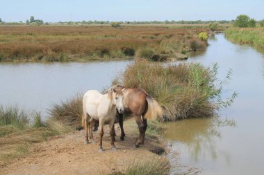 Botanik ve Zooloji doğada atlar Camargue, Fransa rezerv
