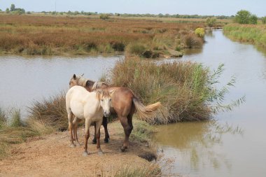 Botanik ve Zooloji doğada atlar Camargue, Fransa rezerv