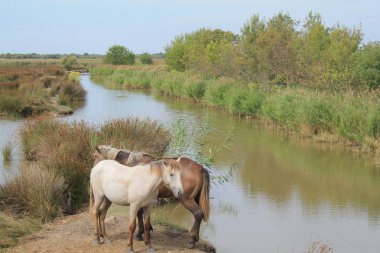Botanik ve Zooloji doğada atlar Camargue, Fransa rezerv