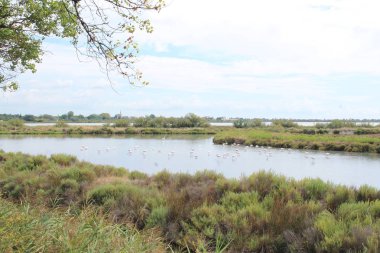 Camargue, Fransa için botanik ve zooloji doğa rezerv