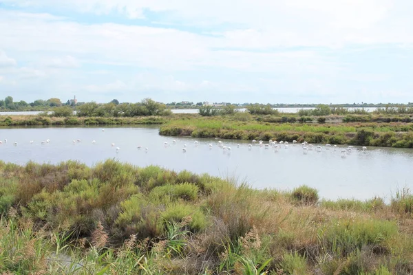 Camargue Botanicznych Zoologicznych Rezerwatu Francji — Zdjęcie stockowe