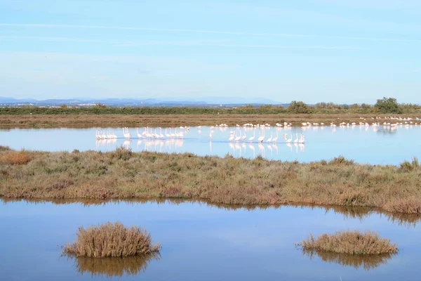 Palavas Les Flots Etang Grec Beaux Flamants Roses Dans Étang — Photo