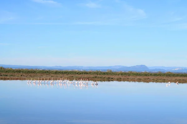 Palavas Les Flots Etang Grec Красивий Рожевий Фламінго Камард Ставок — стокове фото