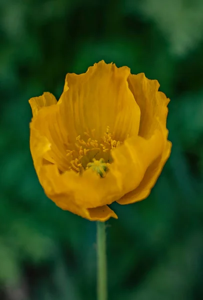 Beau Coquelicot Jaune Dans Jardin Verdoyant Fleur Pavot Dans Champ — Photo