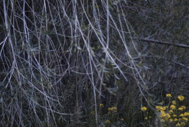 Rüzgarlı havada ağaç dalları. Rüzgarda sallanan sarı çiçekler.