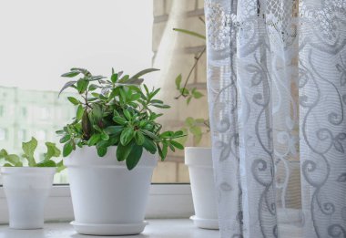 Azalea (Rhododendron simsii) beyaz pencere pervazında bir tencerede. Pencereye saksı çiçeği. Pencere bir perde ve tül ile kaplı. Evlerin ve binaların dekorasyonu. Ev konforu