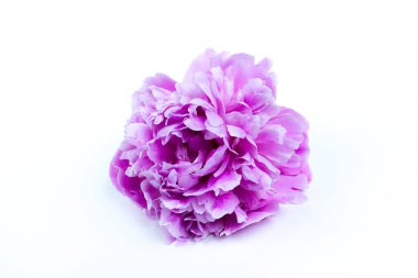 Beyaz arka planda izole edilmiş güzel pembe şakayık çiçeği. Yemyeşil şakayık