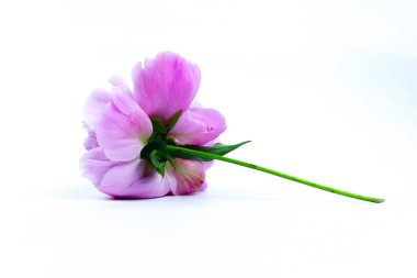 Beyaz arka planda izole edilmiş güzel pembe şakayık çiçeği. Yemyeşil şakayık