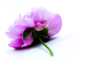 Beyaz arka planda izole edilmiş güzel pembe şakayık çiçeği. Yemyeşil şakayık