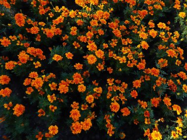 Kadife çiçekleri (Tagetes) parlak gür çiçeklerdir. Turuncu ve sarı çiçekli çiçek tarhı