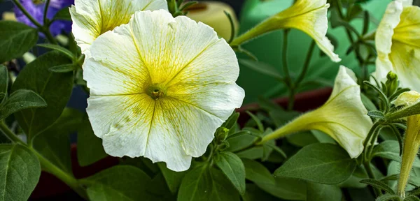 Petunia 'nın yeşil arka planda bir çömlekte çiçek açması