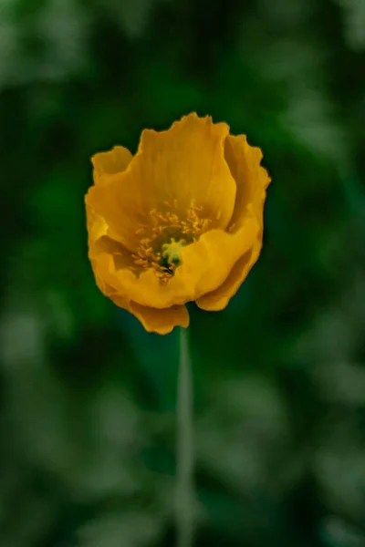 Beautiful yellow poppy in a green garden. Poppy flower in the field in the summer. Green field. Nature photography. Sunbeams, sunlight, bright colours