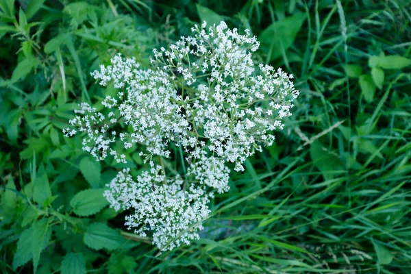 Kwitnienie Ziół Hemlocka Lub Trucizny Hemlock Conium Maculatum Widok Góry — Zdjęcie stockowe