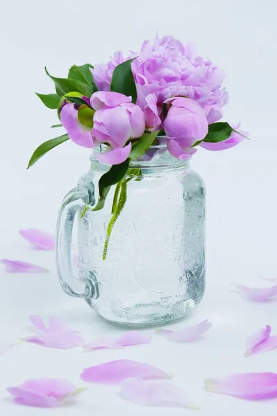 Beyaz arka planda izole edilmiş güzel pembe şakayık çiçeği. Yemyeşil şakayık