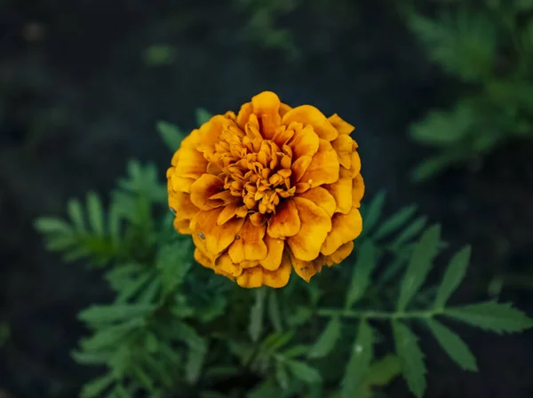 Мариголды Тагеты Яркие Пышные Цветы Цветочная Кровать Оранжевыми Желтыми Цветами — стоковое фото