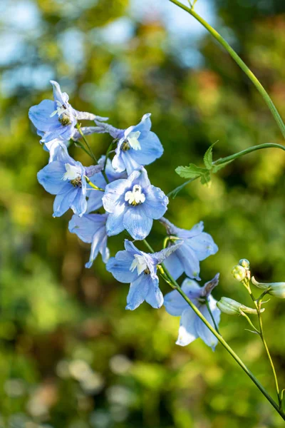 Ahşap bir masada mavi Delphinium çiçeği
