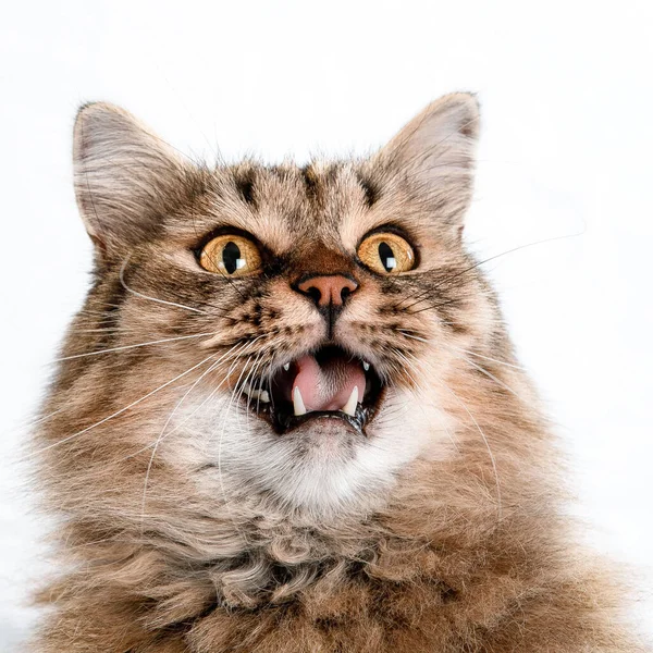 Retrato Gato Fofo Vermelho Fundo Claro — Fotografia de Stock