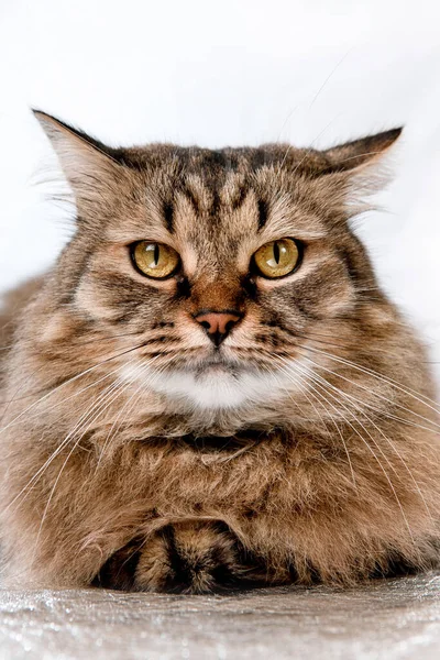 Retrato Gato Fofo Vermelho Fundo Claro — Fotografia de Stock