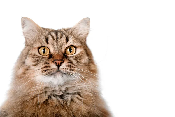 Portrait of a red fluffy cat on a light background — Stock Image Portrait Red Fluffy Cat Light Background Stock Picture