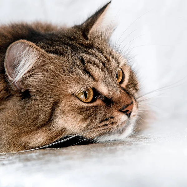Portrait of a red fluffy cat on a light background — Stock Image Portrait Red Fluffy Cat Light Background Stock Picture