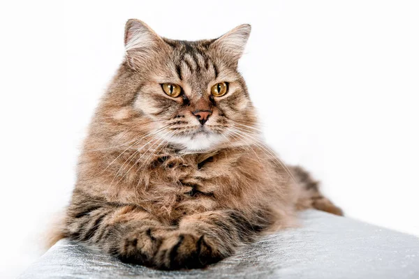 Portrait of a red fluffy cat on a light background — Stock Image Portrait Red Fluffy Cat Light Background Stock Picture