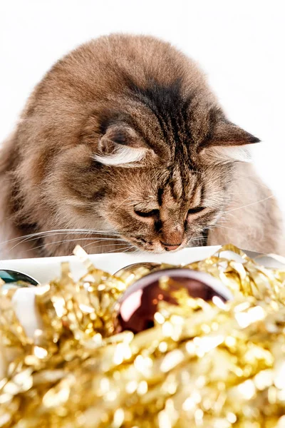 Portrait of a red fluffy cat on a light background,sniffing christmas decorations — Stock Image Portrait Red Fluffy Cat Light Background Sniffing Christmas Decorations Stock Picture