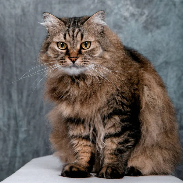 Portrait of a red fluffy cat on a gray background — Stock Image Portrait Red Fluffy Cat Gray Background Stock Image