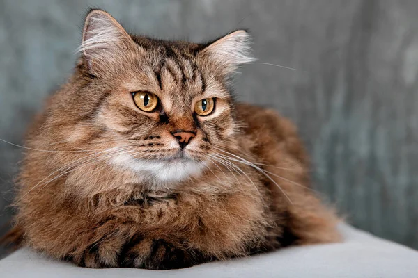 Portrait of a red fluffy cat on a gray background — Stock Image Portrait Red Fluffy Cat Gray Background Stock Image