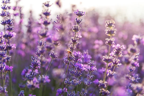 Großaufnahme Von Blühendem Lavendel Auf Einem Feld — Stockfoto