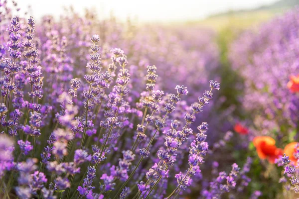 Fechar Lavanda Florescente Campo — Fotografia de Stock