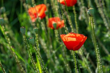 Güzel kırmızı gelincikler gün batımında tarlada.