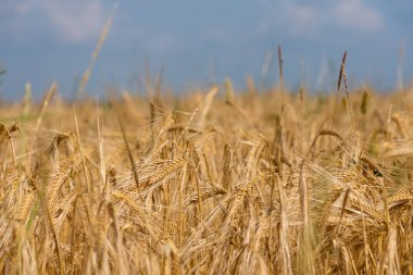 Altın buğday tarlası Yazın güneşli bir gün.