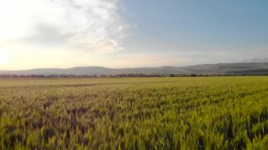Yazın altın buğday tarlası.