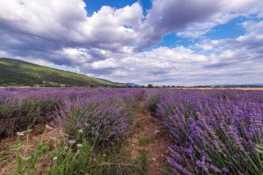 Bulgaristan 'da çiçek açan lavanta alanları.