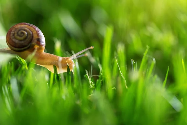Lovely Snail Grass Morning Dew Macro Soft Focus — Stock Photo, Image