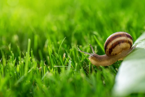 Lovely Snail Grass Morning Dew Macro Soft Focus — Stock Photo, Image