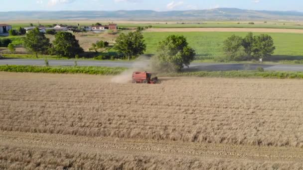 Buğday Tarlasını Hasat Eden Tarım Makinesinin Havadan Görünüşü — Stok video