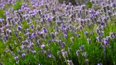 Yakın çekim görünümü lavanta Provence, Fransa.