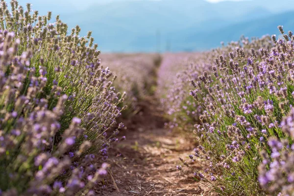 Close Blossoming Lavender Field — Stock Photo, Image