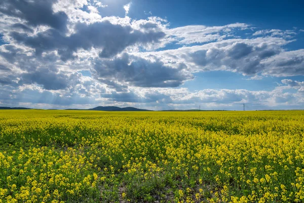pikoresk manzara, güzel sarı kolza tohumu çiçekleri tarlaya yakın..