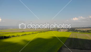 Çiçek açan ayçiçeği tarlalarının üzerinde uçarken.