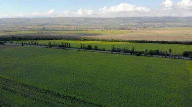 Çiçek açan ayçiçeği tarlalarının üzerinde uçarken.