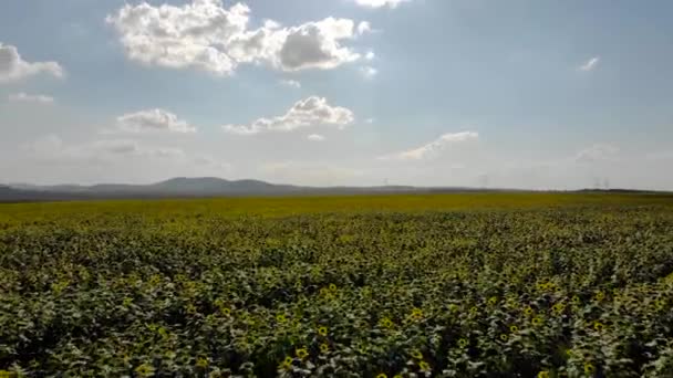 Volando Sobre Los Campos Girasoles Florecientes — Vídeos de Stock