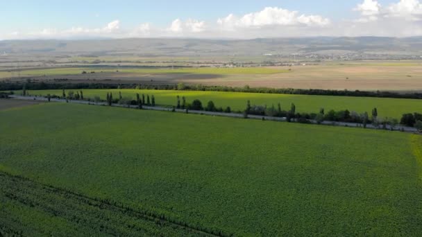 Voando Sobre Campos Girassóis Florescendo — Vídeo de Stock